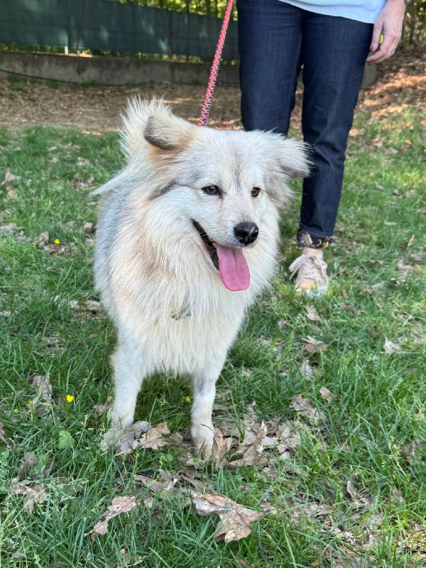 Yorgo, Un Tenero Simil Volpino